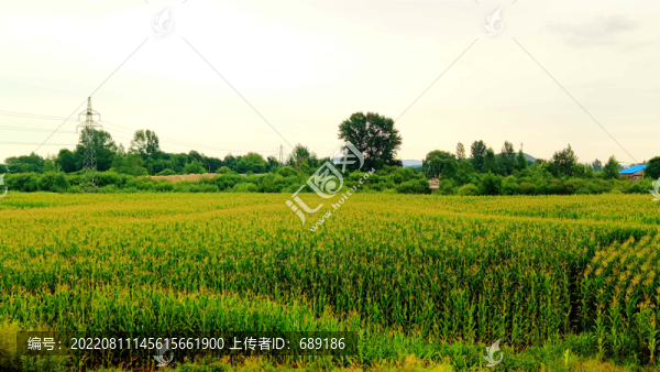玉米地