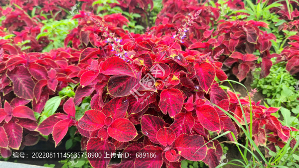 紅葉