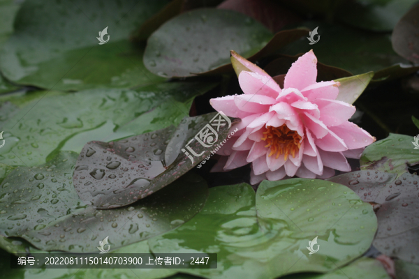 睡蓮