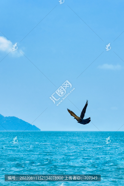 海鷗飛翔