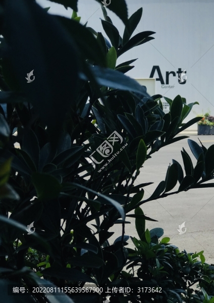 藝術(shù)植物