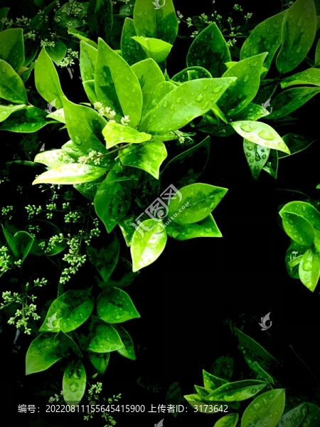 清晨樹葉