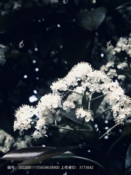 白色薔薇