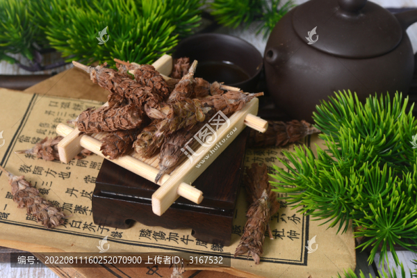 中草藥夏枯草