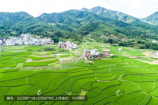 稻田