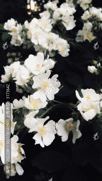 白色薔薇花
