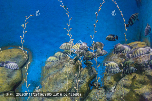 魚(yú)缸背景圖