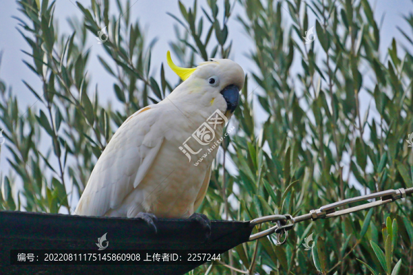 葵花鳳頭鸚鵡
