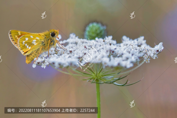 黃斑弄蝶
