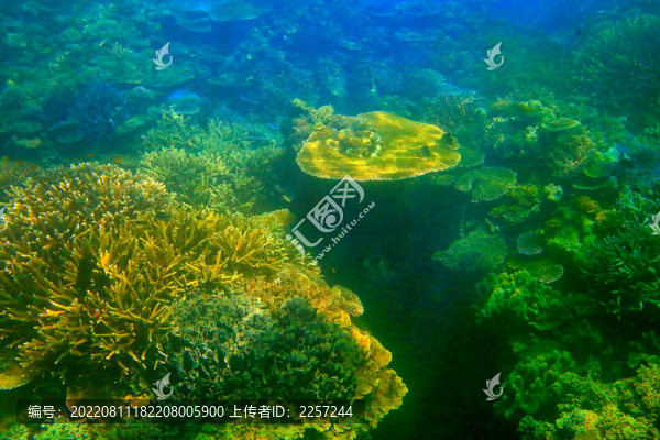 珊瑚海