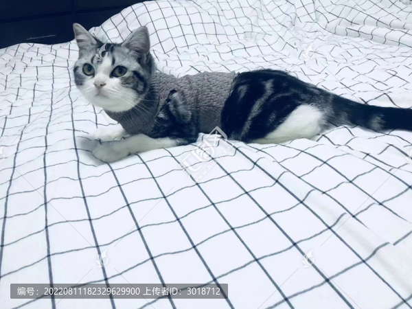 美短貓咪撒嬌給你看