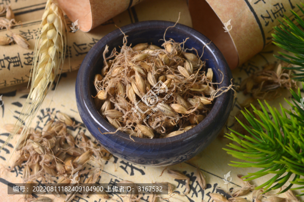 中草藥麥芽