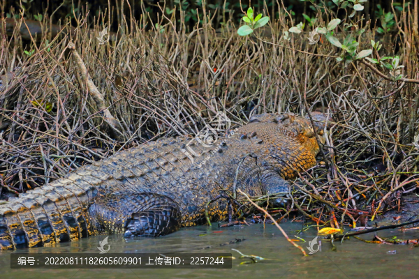 鱷魚與兩棲動物