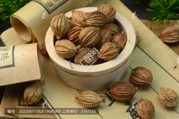 中草藥砂仁