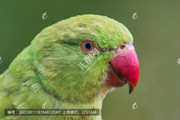 鸚鵡