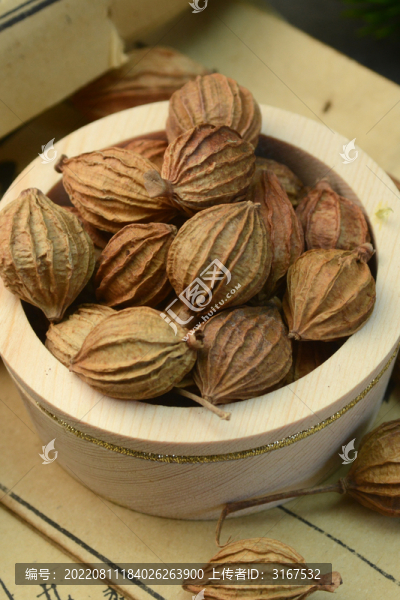 中草藥砂仁