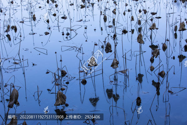 殘荷