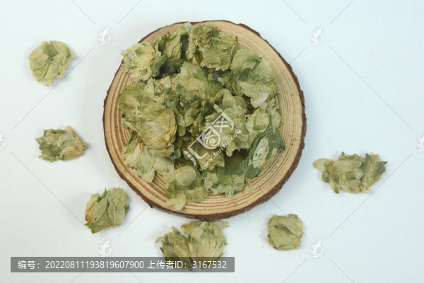 啤酒花