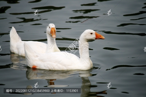 大白鵝