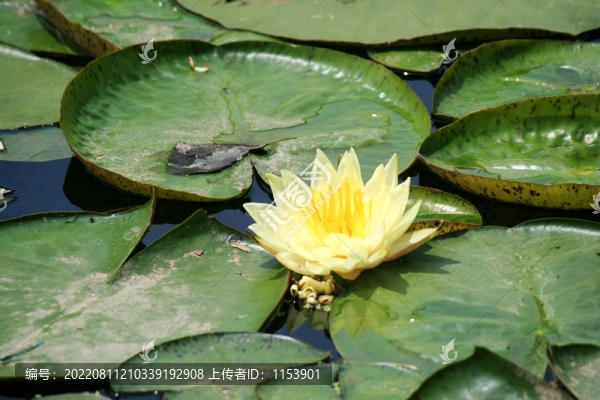 睡蓮