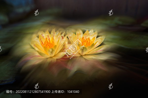 睡蓮