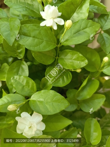白色茉莉花