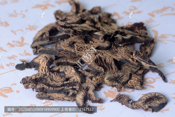 中草藥升麻