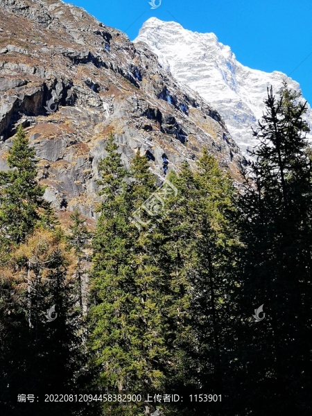 雪山森林
