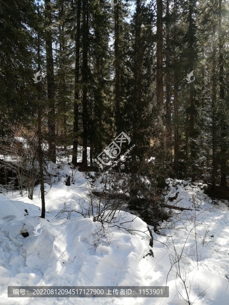 雪山森林