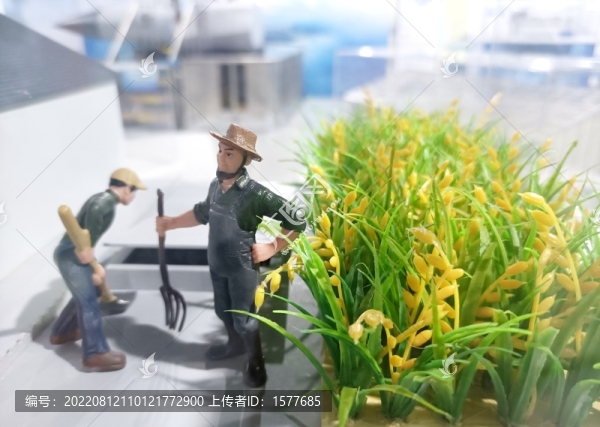 水稻種植