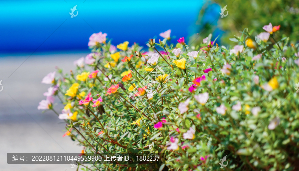 環(huán)翅馬齒莧