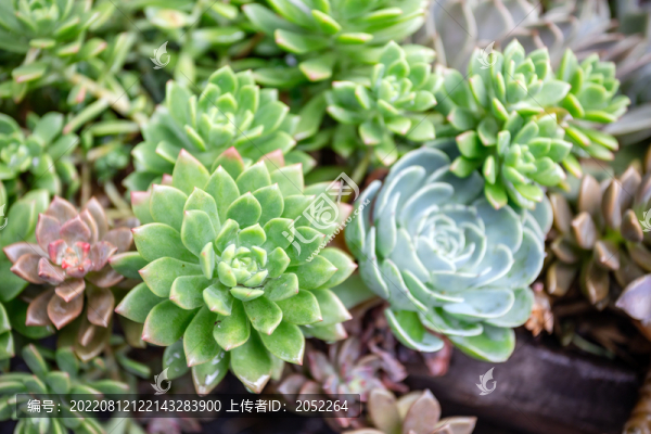 多肉植物