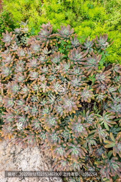 多肉植物