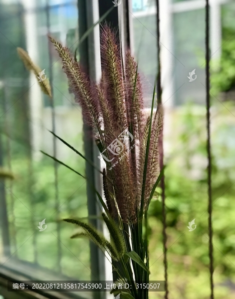 毛毛狗