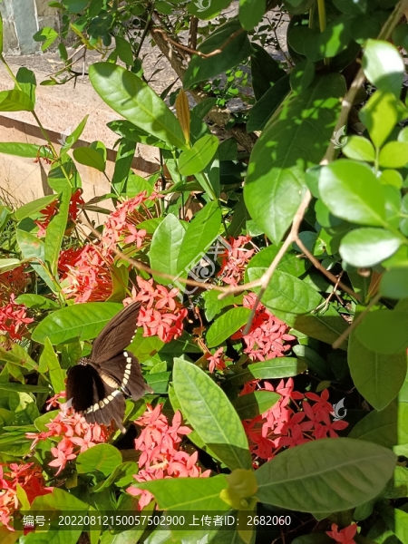 蝴蝶采蜜
