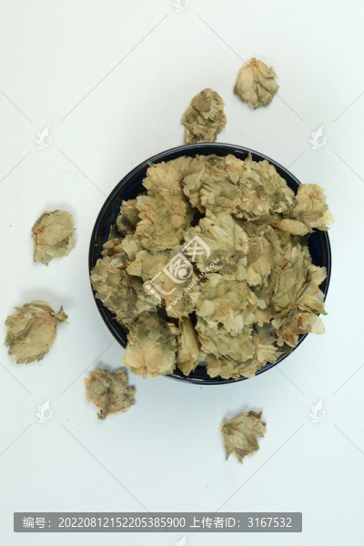 啤酒花
