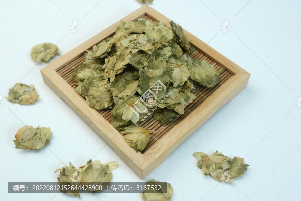 啤酒花忽蛇麻花酵母花