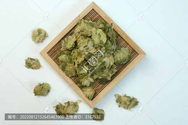 啤酒花