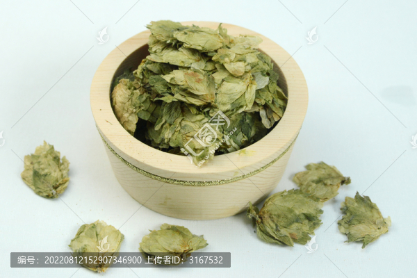 啤酒花