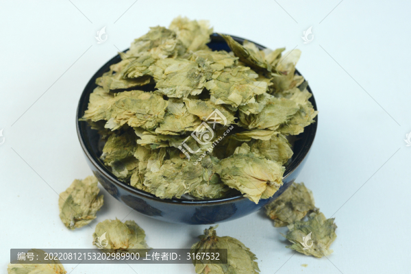 啤酒花