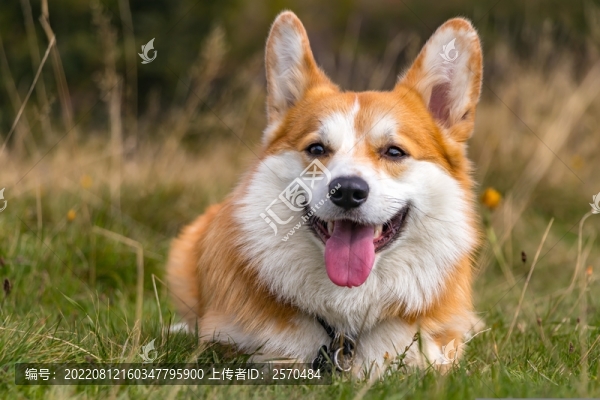 柯基犬