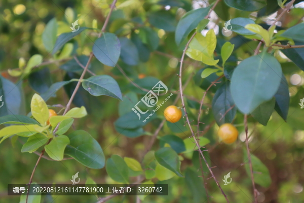 假連翹