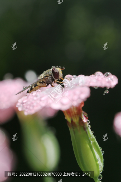 蜜蜂