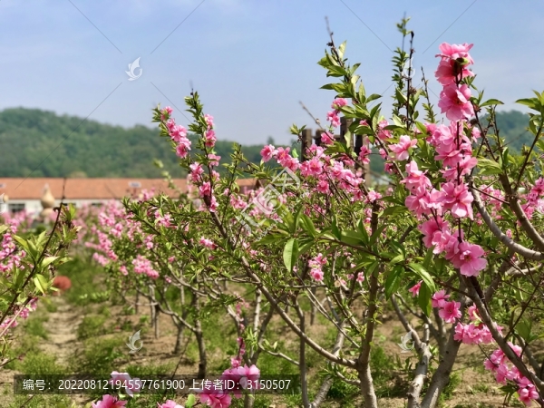 桃花朵朵開