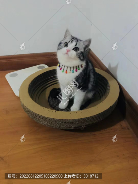 美短貓咪主人好可愛站立