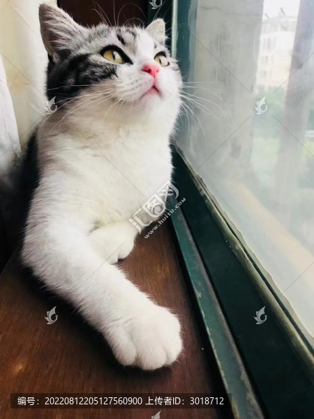 美短貓咪昂視窗外小鳥