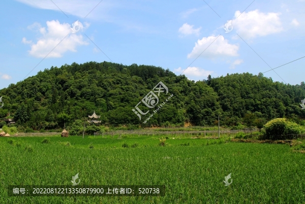 荔波田園