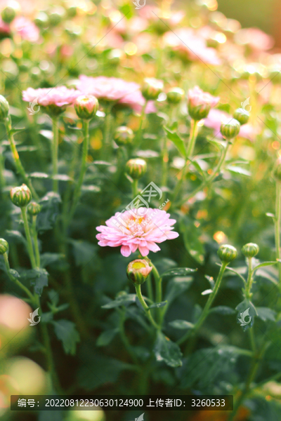 菊花