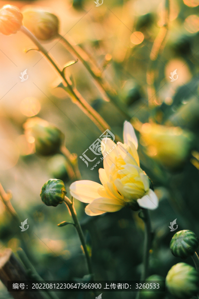 菊花