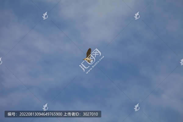 壽縣鳥島